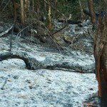 Zgliszcza po wypalaniu lasow w drodze do Phury