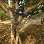 Lopu, Ruala na drzewie