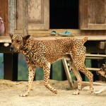 Lungbun, udomowiony lampart