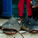 Lungbun, catch of the day