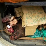 Pakujemy sie w droge powrotna